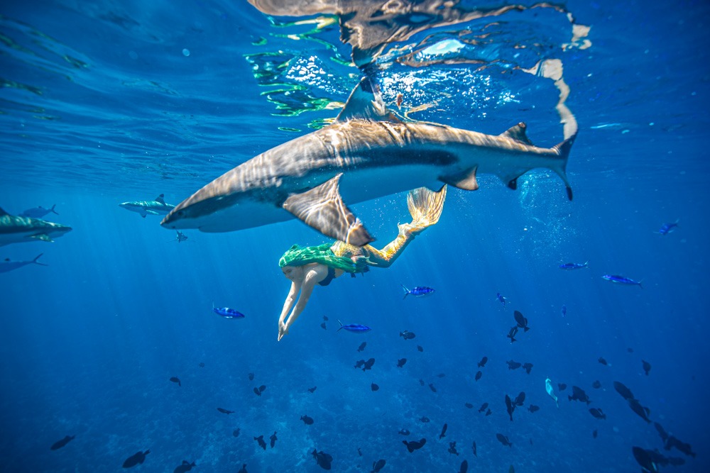 Schwimmen mit Haien im Meerjungfrauen-Urlaub in Palau (März 2027)